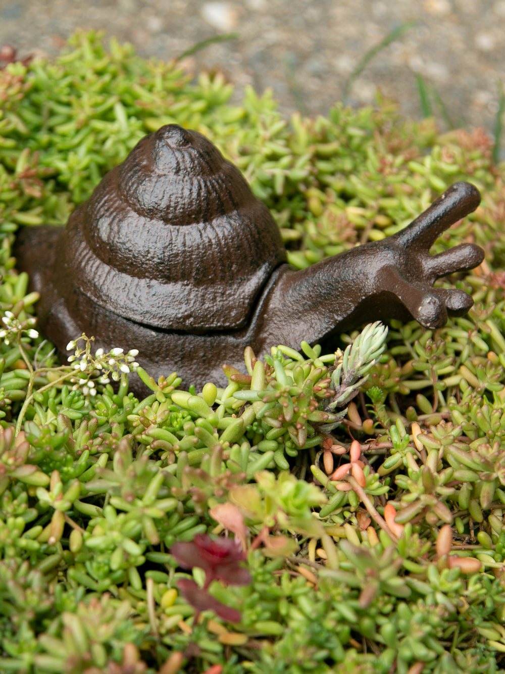 Garden Snail Key Hider